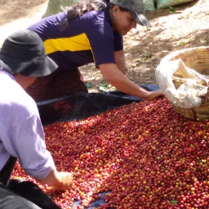 Coffee Roasters Scotland El Salvador Finca El Zapote - Image 1